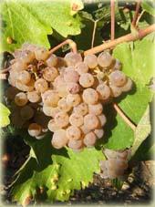10 170 lu in.jpg - Grappe de chenin : à ce stade de maturité, le chenin pourra produire un Anjou Blanc, appellation d'origine contrôlée, aux arômes frais et fruités.